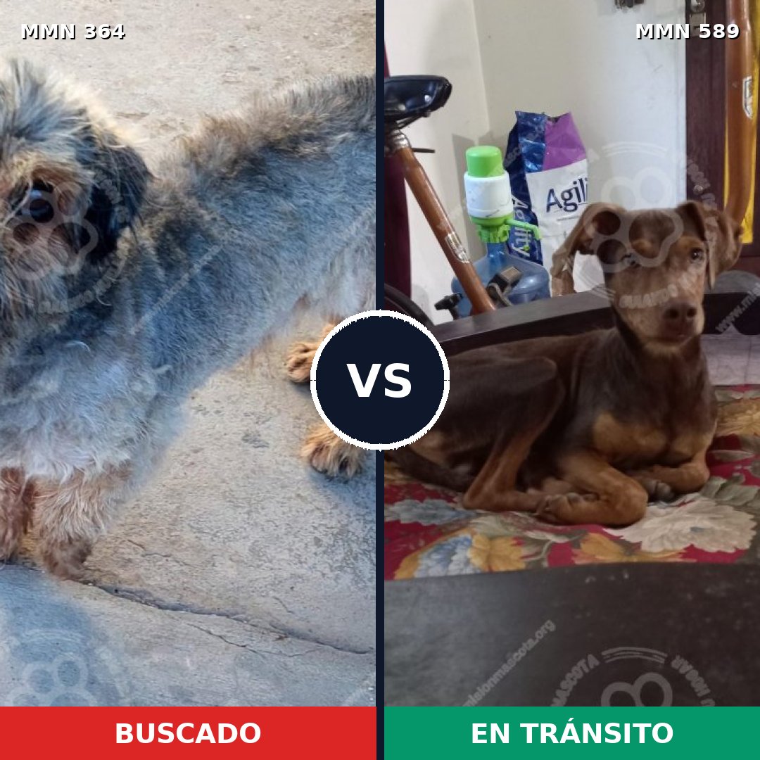 Comparativa MMS 7095: mascota perdida y mascota encontrada, 53% de similitud