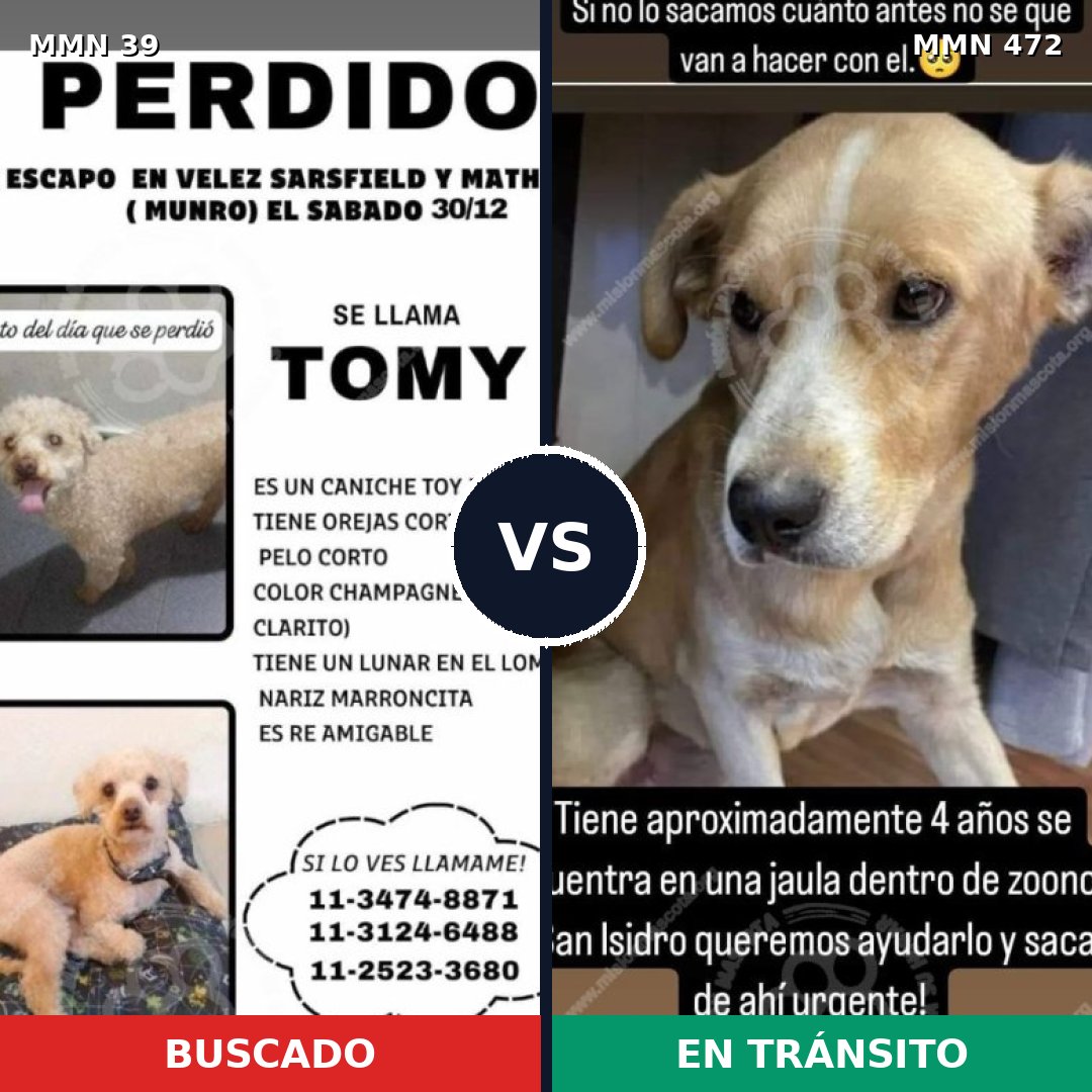 Comparativa MMS 71: mascota perdida y mascota encontrada, 29% de similitud
