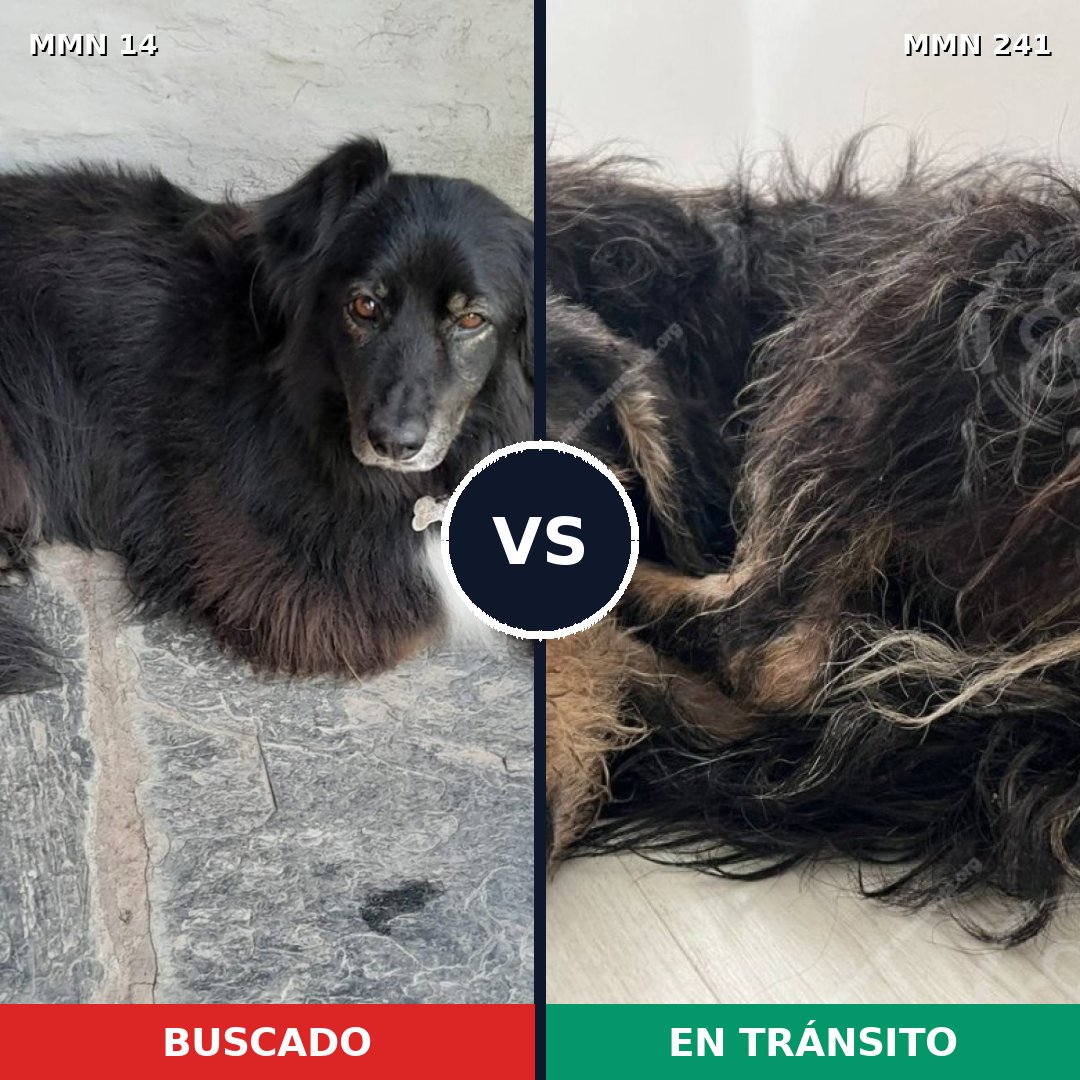 Comparativa MMS 710: mascota perdida y mascota encontrada, 51% de similitud