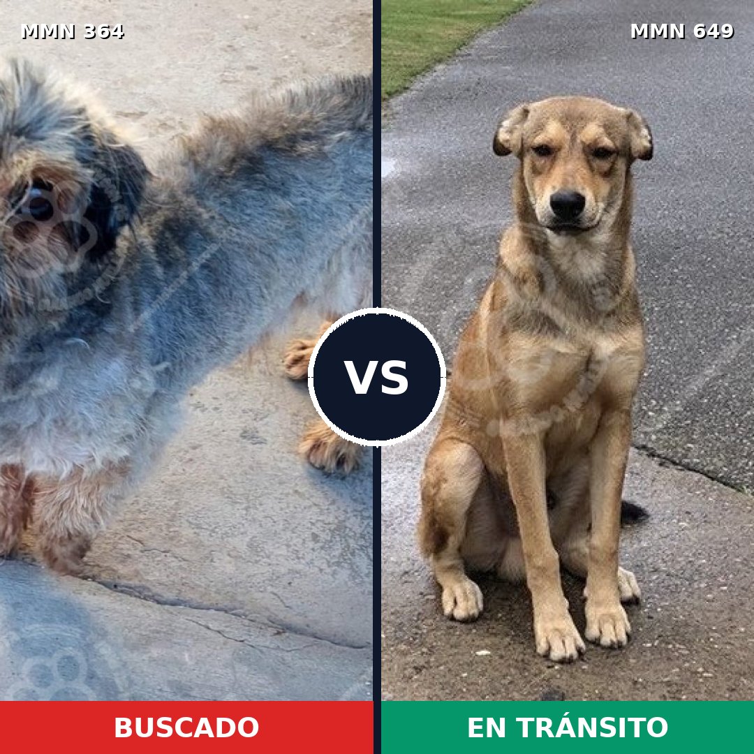 Comparativa MMS 7100: mascota perdida y mascota encontrada, 16% de similitud