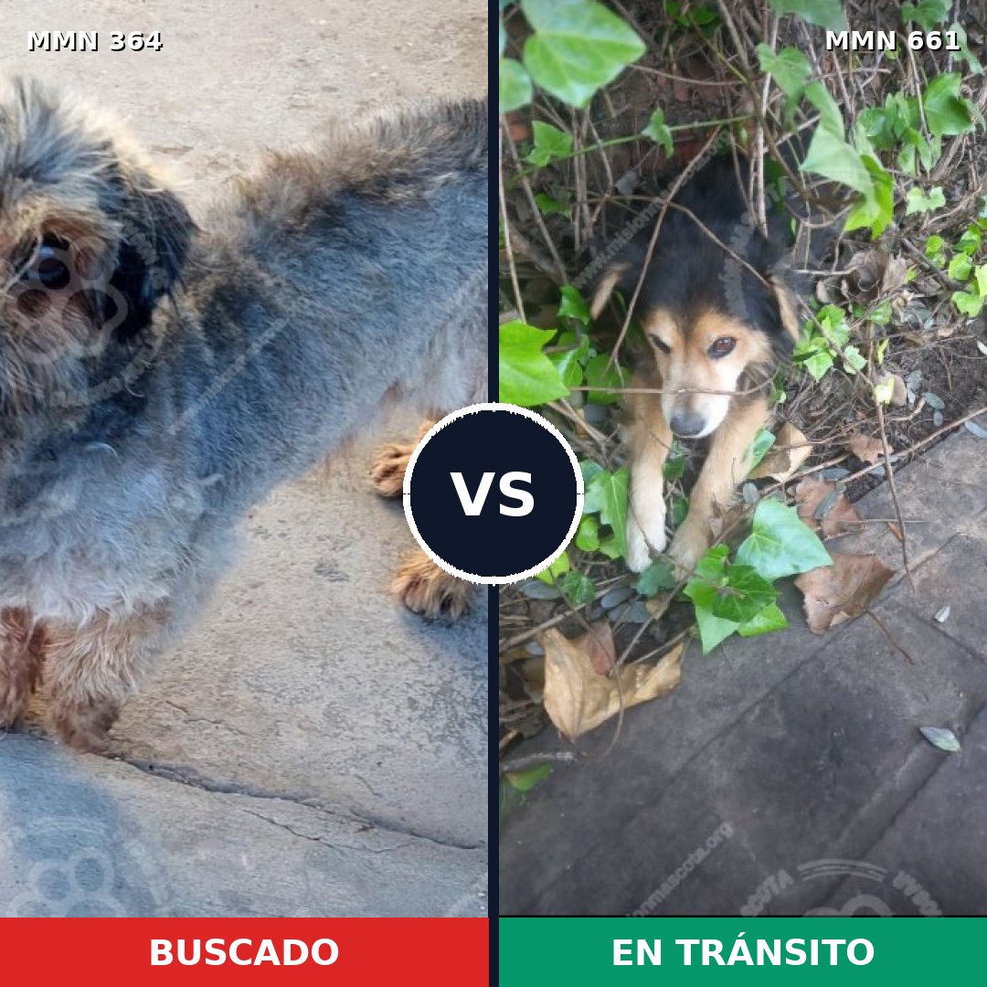 Comparativa MMS 7101: mascota perdida y mascota encontrada, 47% de similitud