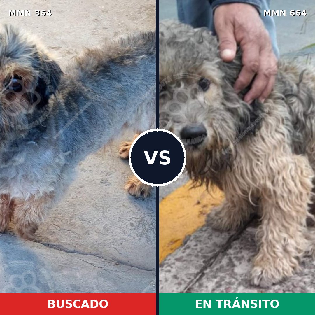 Comparativa MMS 7102: mascota perdida y mascota encontrada, 32% de similitud