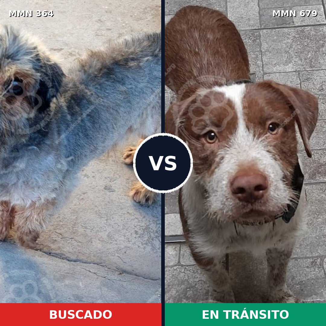 Comparativa MMS 7104: mascota perdida y mascota encontrada, 16% de similitud