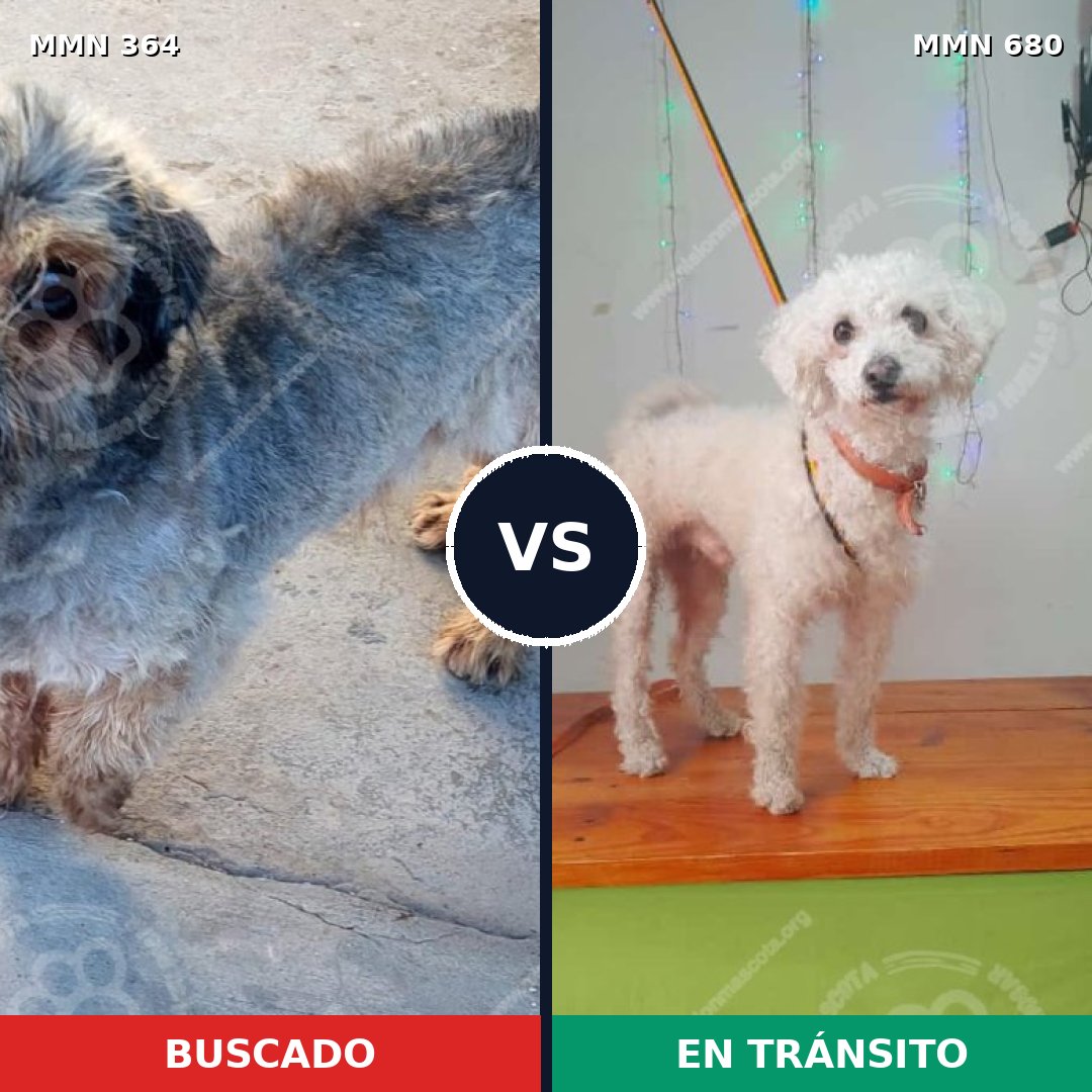 Comparativa MMS 7105: mascota perdida y mascota encontrada, 61% de similitud