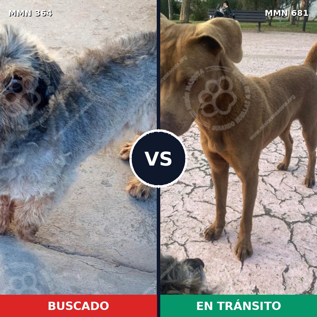 Comparativa MMS 7106: mascota perdida y mascota encontrada, 17% de similitud