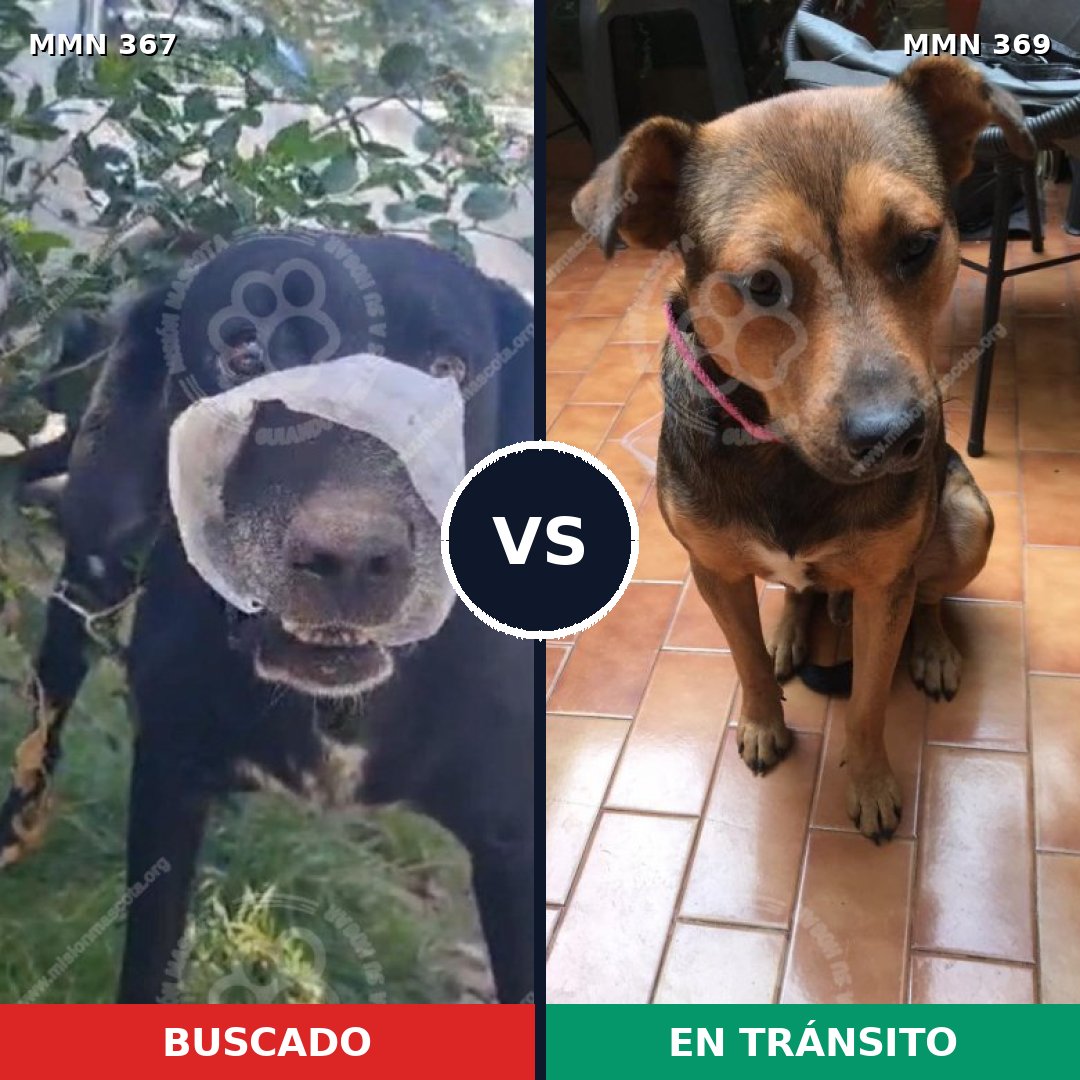 Comparativa MMS 7107: mascota perdida y mascota encontrada, 70% de similitud