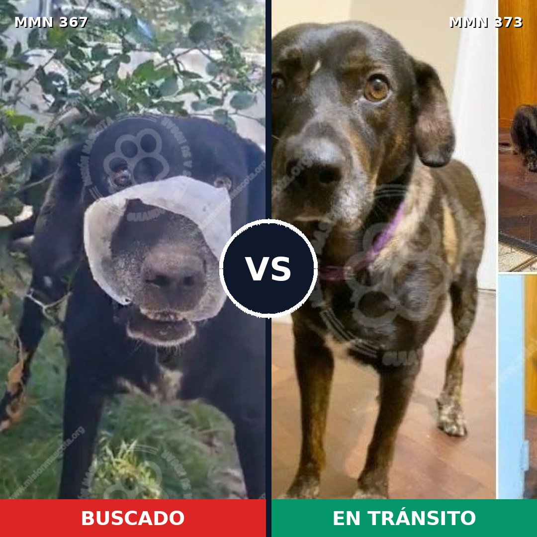 Comparativa MMS 7108: mascota perdida y mascota encontrada, 60% de similitud