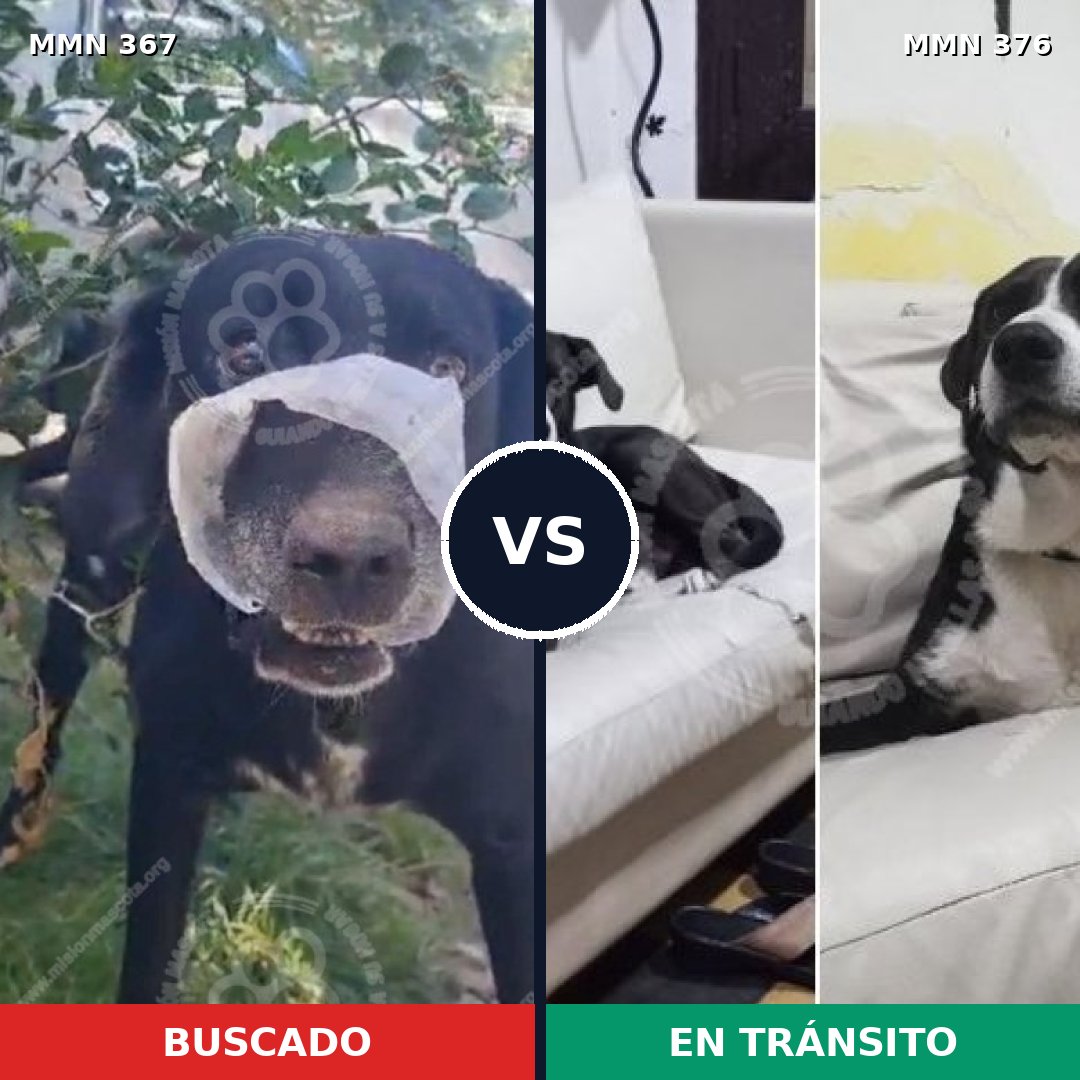Comparativa MMS 7109: mascota perdida y mascota encontrada, 90% de similitud