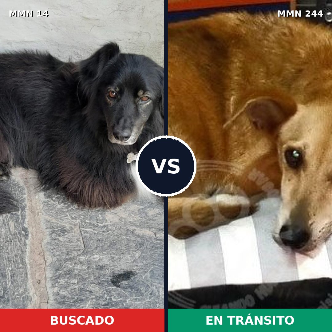 Comparativa MMS 711: mascota perdida y mascota encontrada, 51% de similitud