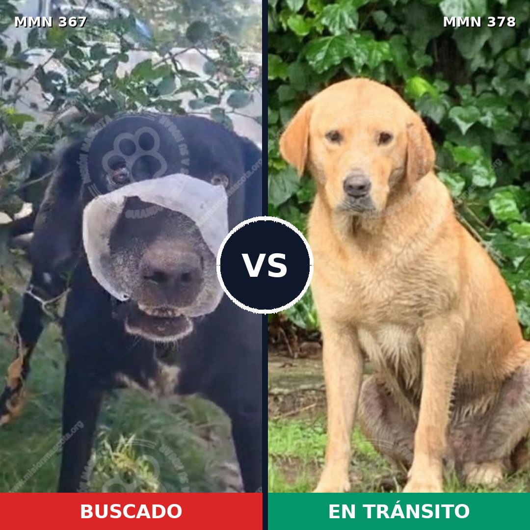 Comparativa MMS 7110: mascota perdida y mascota encontrada, 17% de similitud