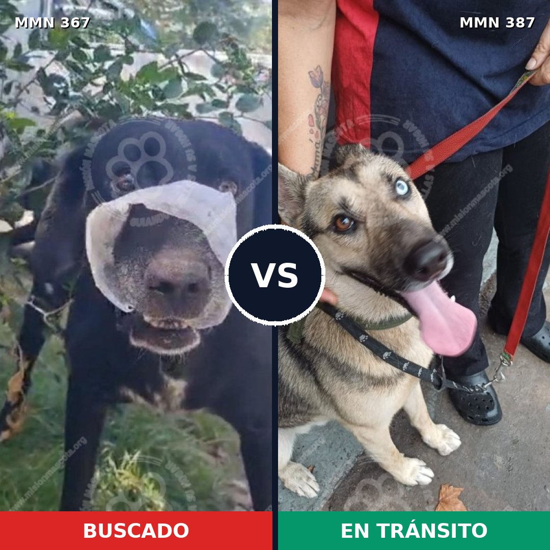 Comparativa MMS 7111: mascota perdida y mascota encontrada, 53% de similitud