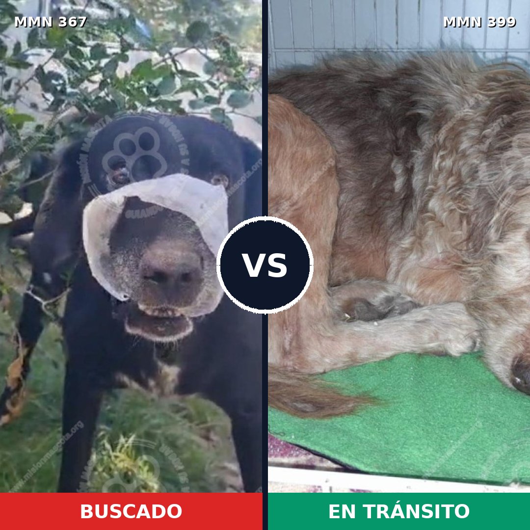 Comparativa MMS 7112: mascota perdida y mascota encontrada, 68% de similitud