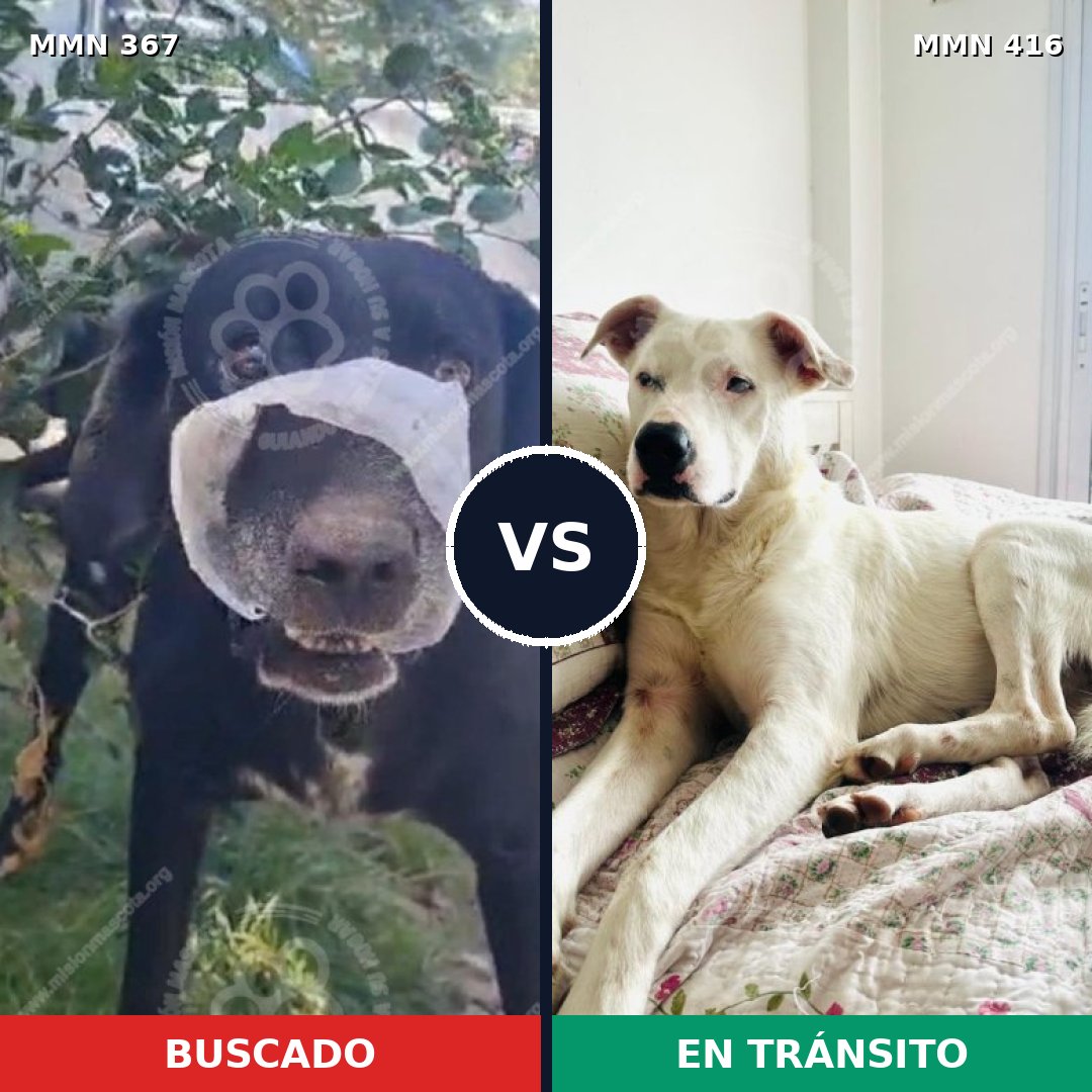 Comparativa MMS 7113: mascota perdida y mascota encontrada, 34% de similitud