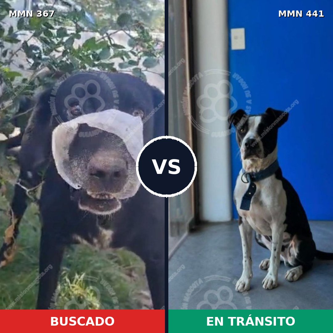 Comparativa MMS 7116: mascota perdida y mascota encontrada, 57% de similitud