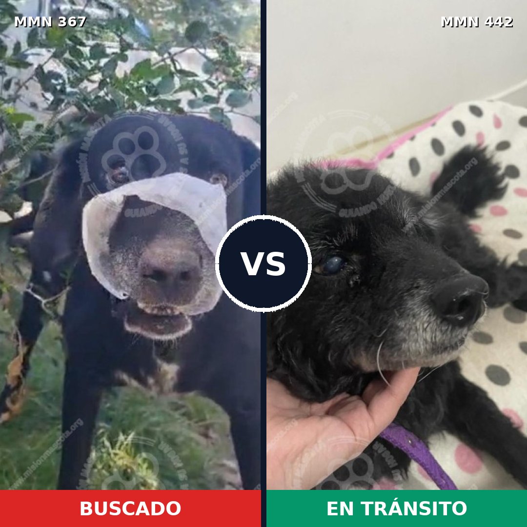 Comparativa MMS 7117: mascota perdida y mascota encontrada, 76% de similitud