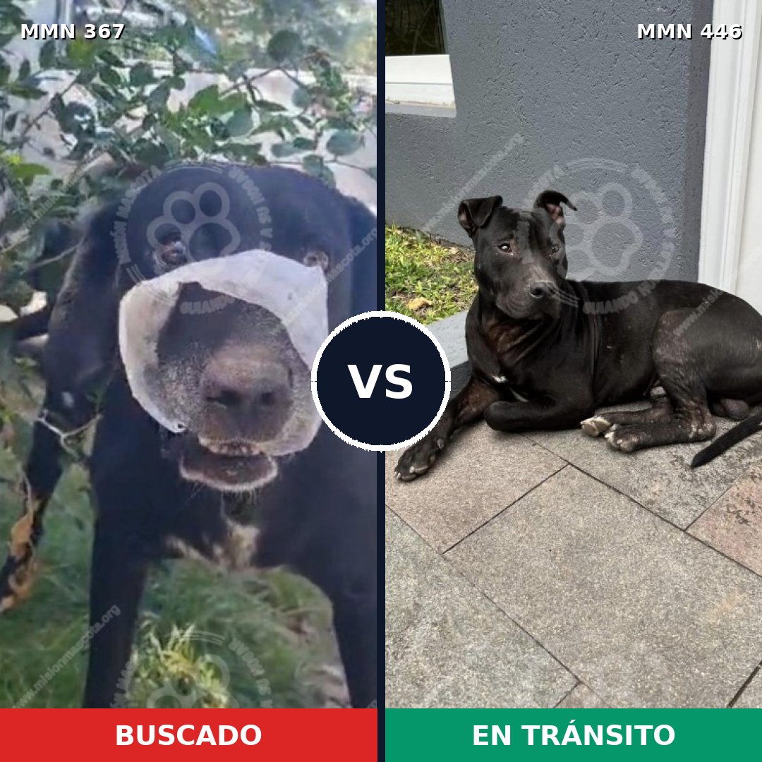 Comparativa MMS 7118: mascota perdida y mascota encontrada, 98% de similitud