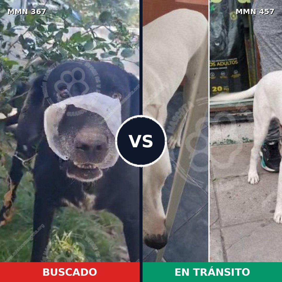 Comparativa MMS 7119: mascota perdida y mascota encontrada, 67% de similitud