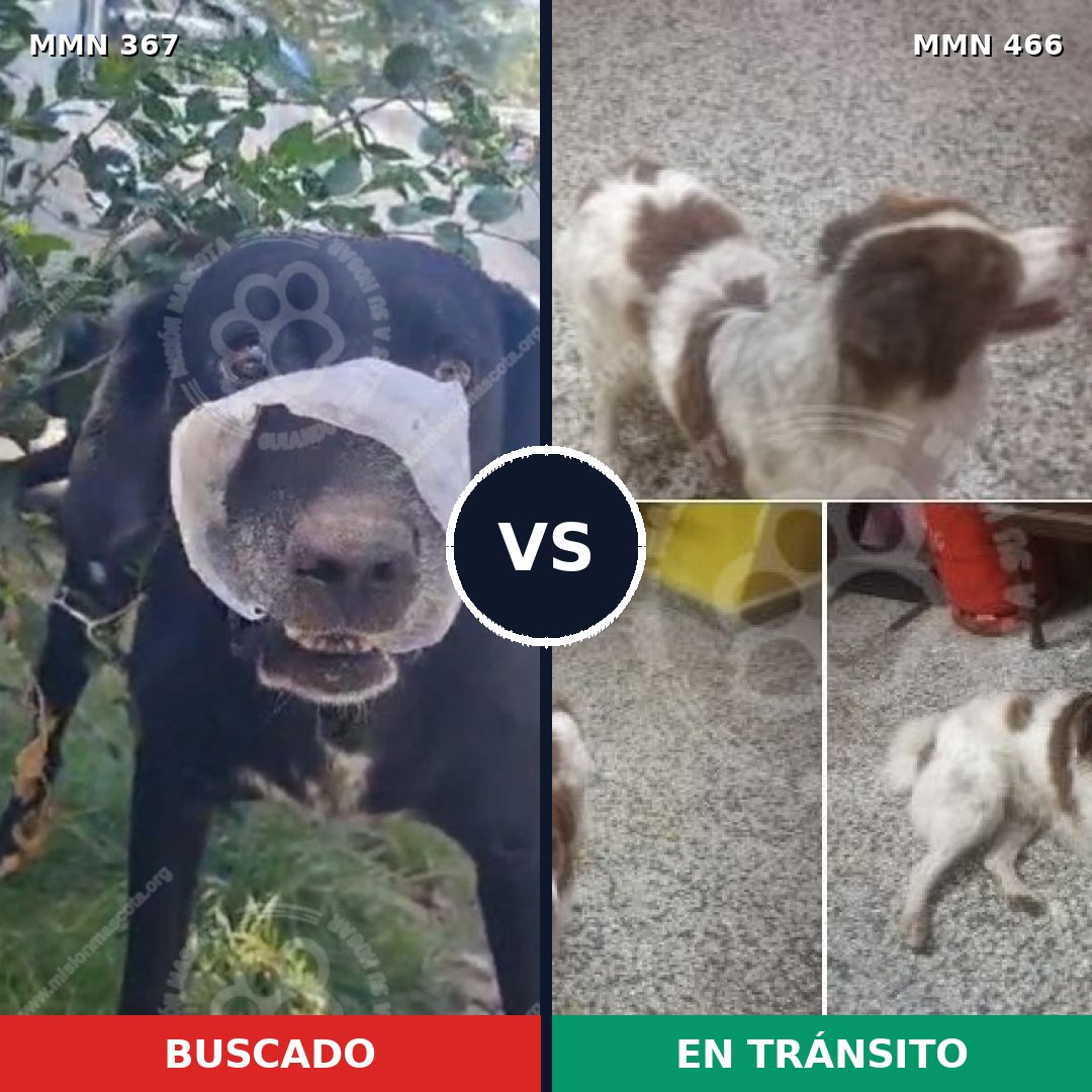 Comparativa MMS 7121: mascota perdida y mascota encontrada, 74% de similitud