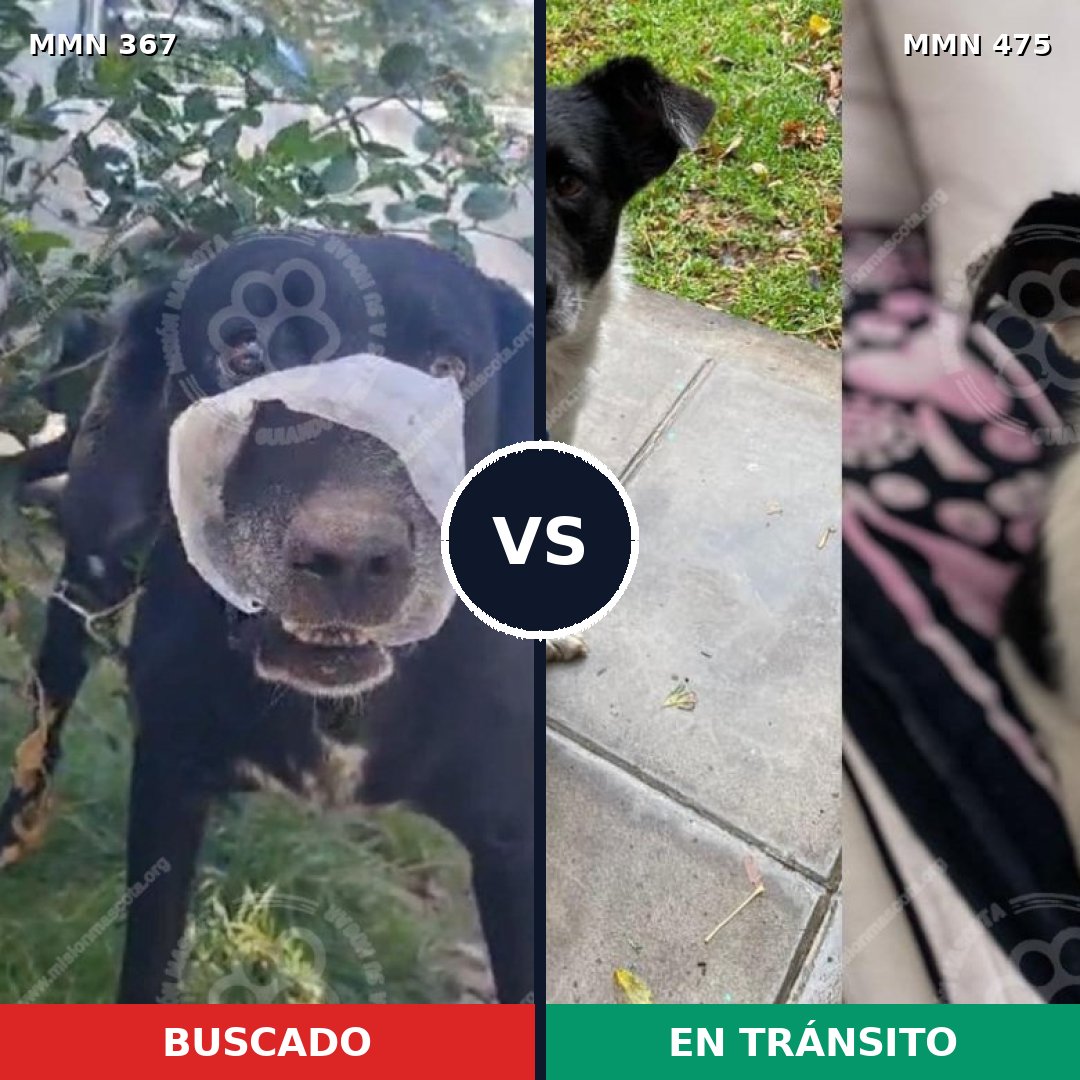 Comparativa MMS 7122: mascota perdida y mascota encontrada, 98% de similitud