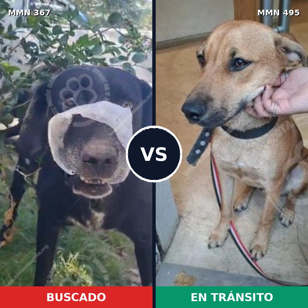 Comparativa MMS 7124: mascota perdida y mascota encontrada, 51% de similitud