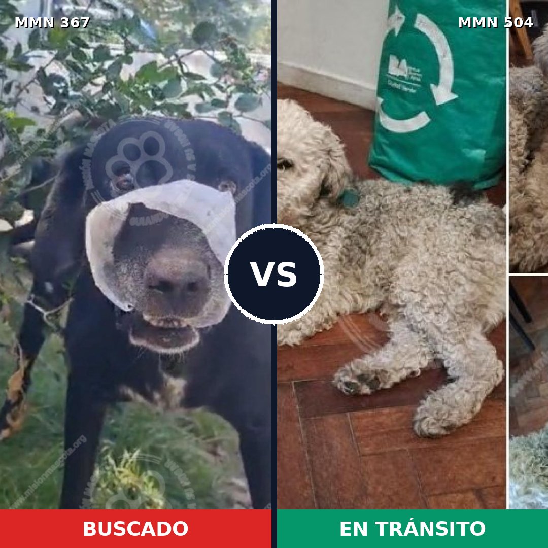 Comparativa MMS 7126: mascota perdida y mascota encontrada, 68% de similitud