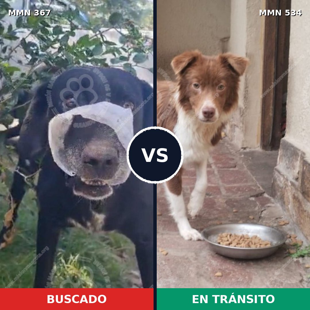 Comparativa MMS 7128: mascota perdida y mascota encontrada, 53% de similitud