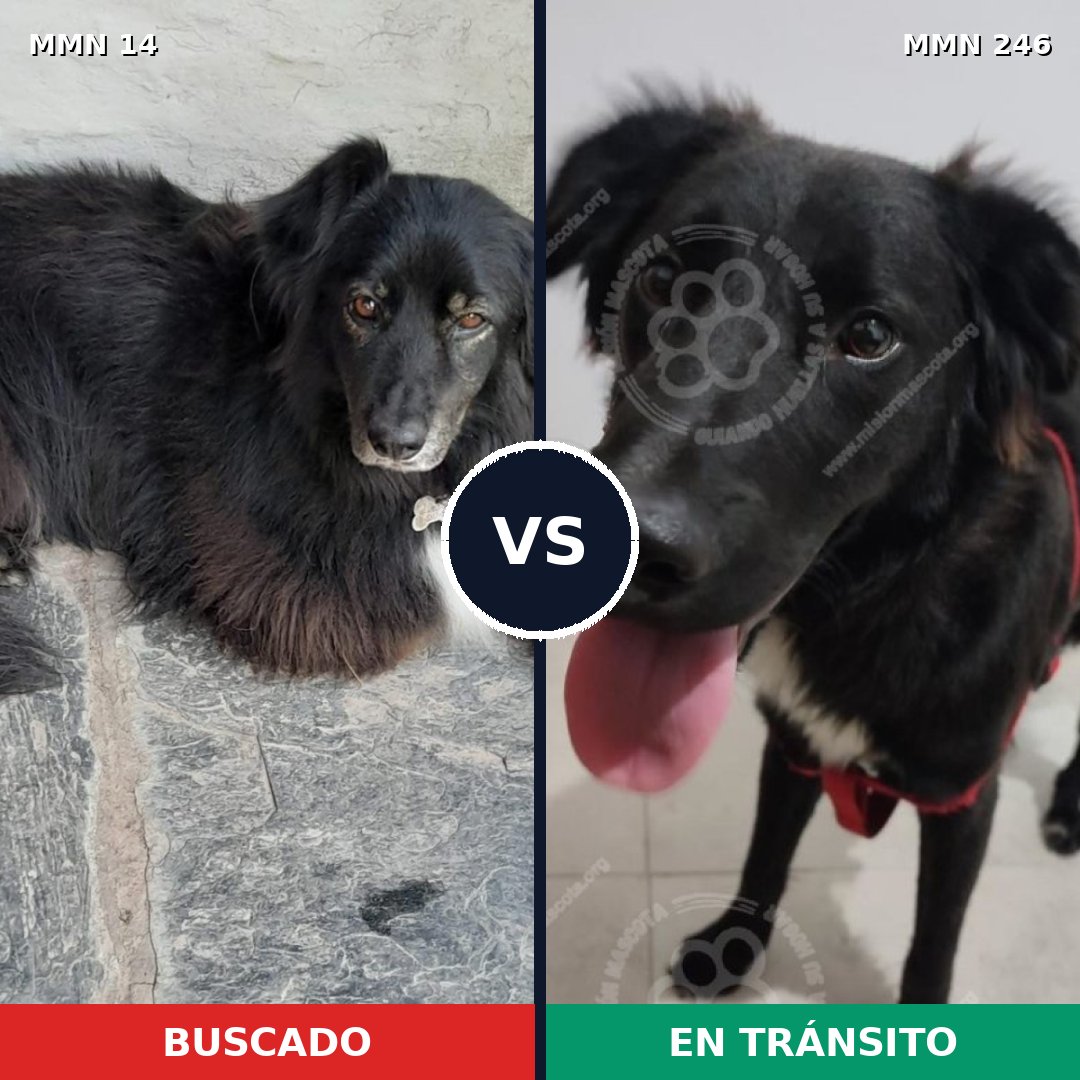 Comparativa MMS 713: mascota perdida y mascota encontrada, 65% de similitud