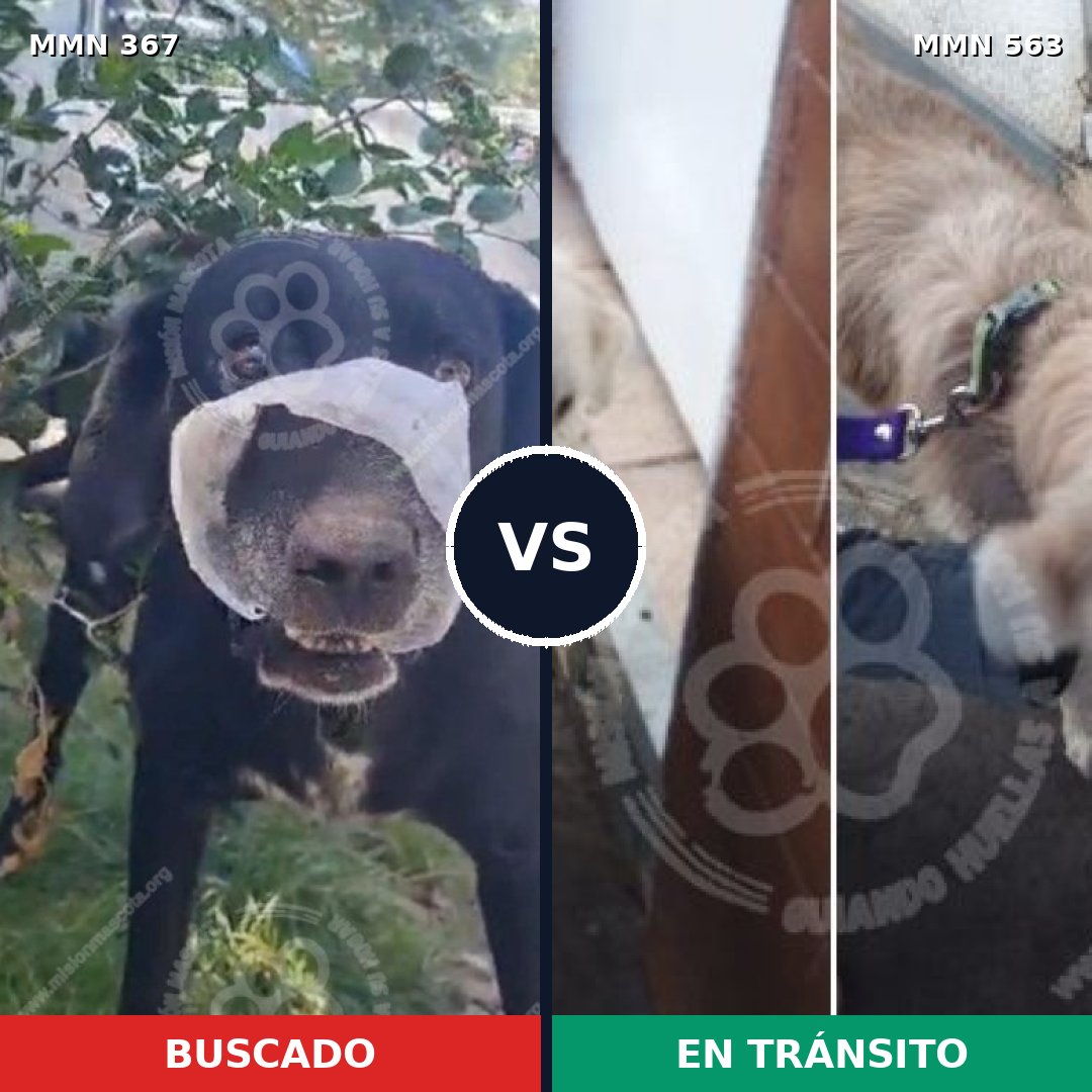 Comparativa MMS 7131: mascota perdida y mascota encontrada, 62% de similitud