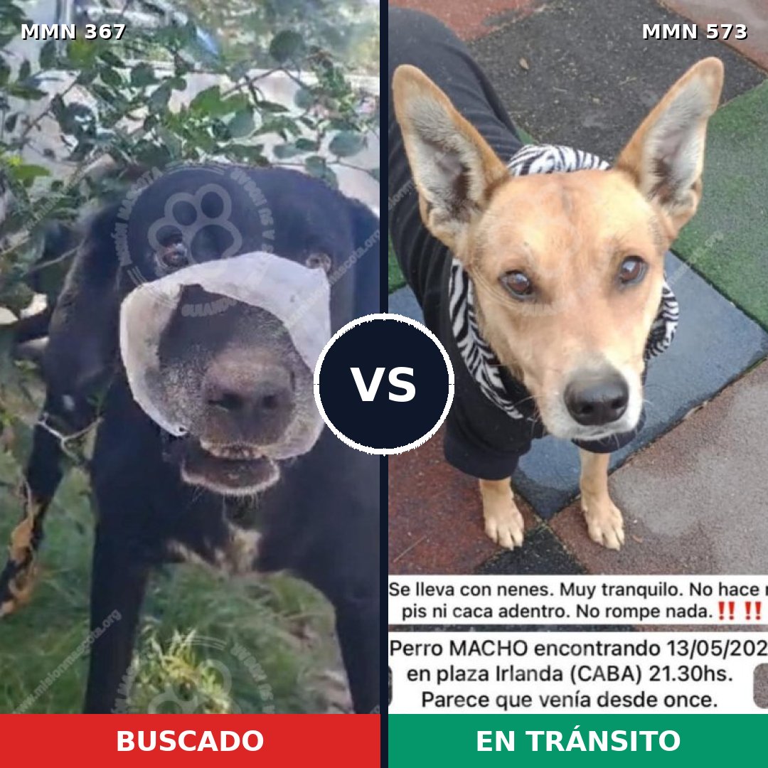 Comparativa MMS 7132: mascota perdida y mascota encontrada, 71% de similitud