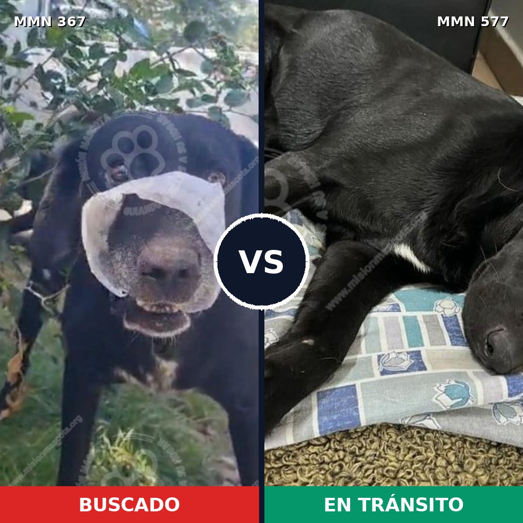 Comparativa MMS 7133: mascota perdida y mascota encontrada, 90% de similitud