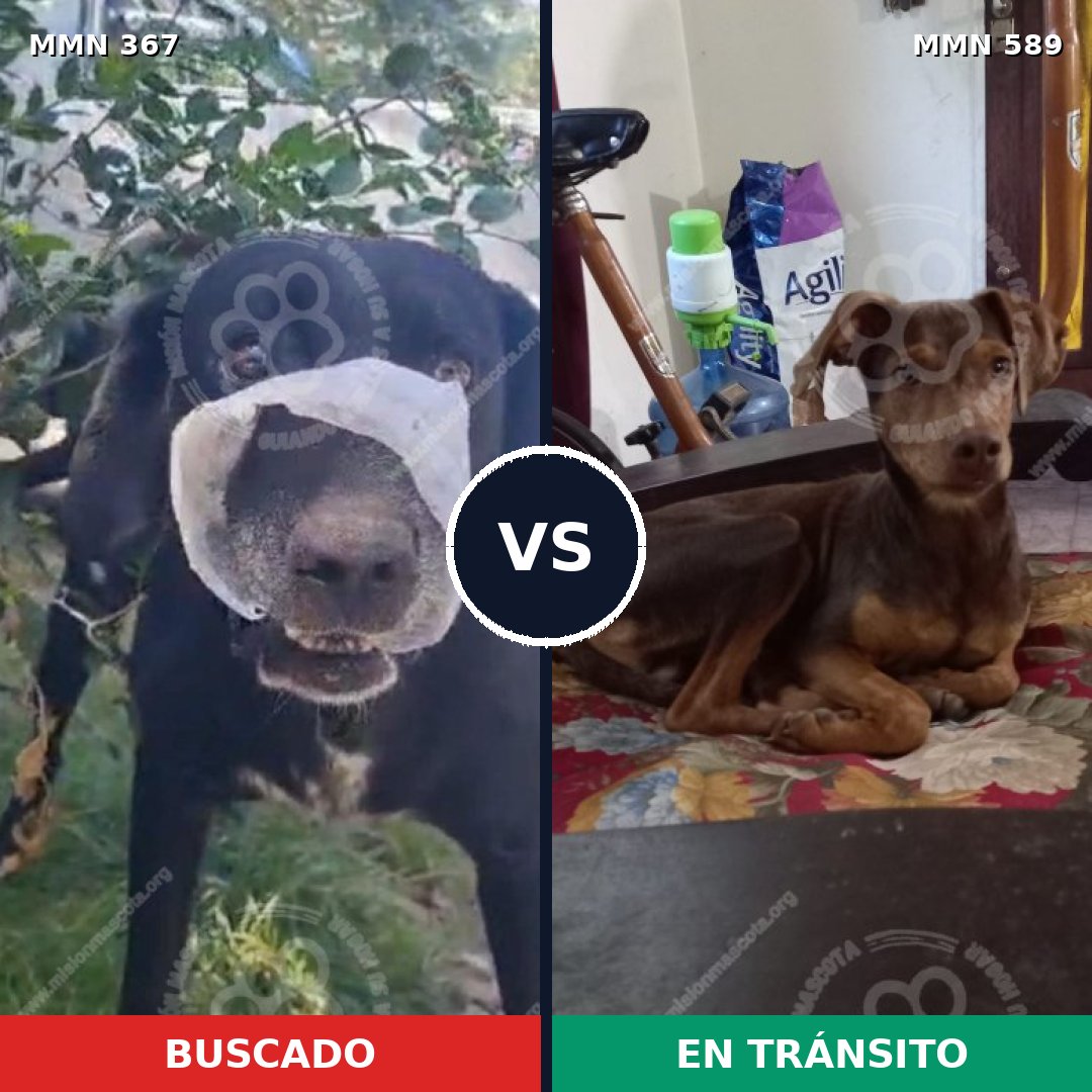 Comparativa MMS 7135: mascota perdida y mascota encontrada, 16% de similitud