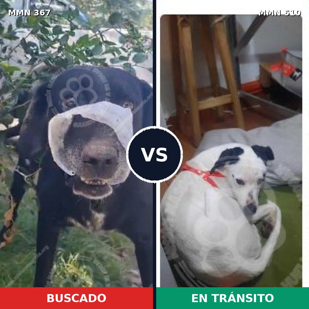 Comparativa MMS 7136: mascota perdida y mascota encontrada, 97% de similitud