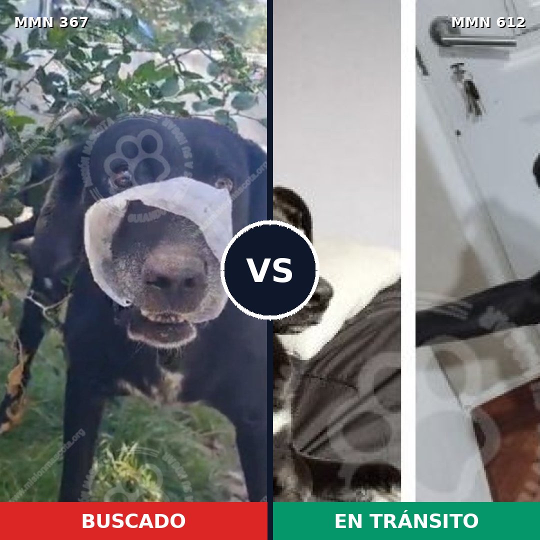 Comparativa MMS 7137: mascota perdida y mascota encontrada, 90% de similitud