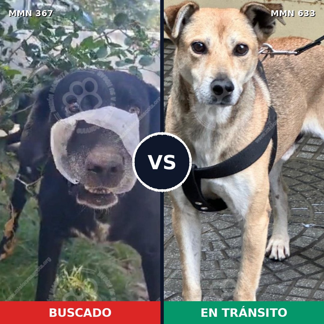 Comparativa MMS 7138: mascota perdida y mascota encontrada, 68% de similitud