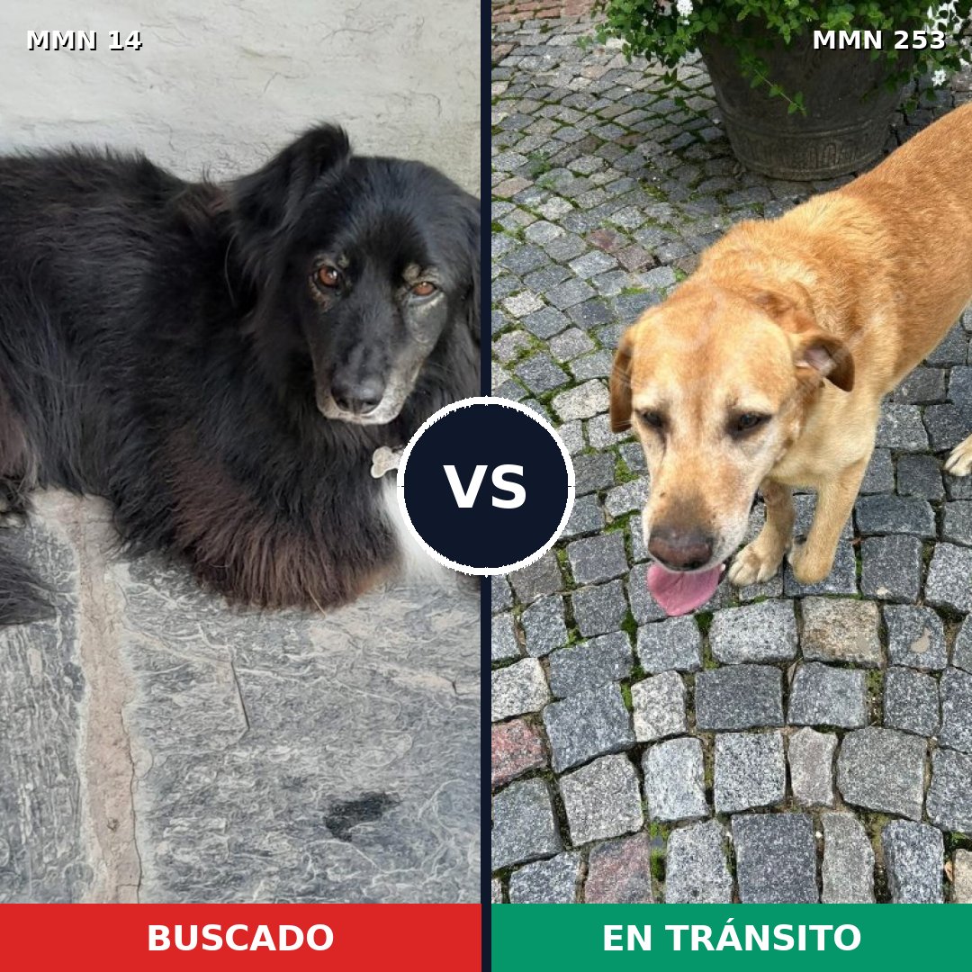 Comparativa MMS 714: mascota perdida y mascota encontrada, 59% de similitud