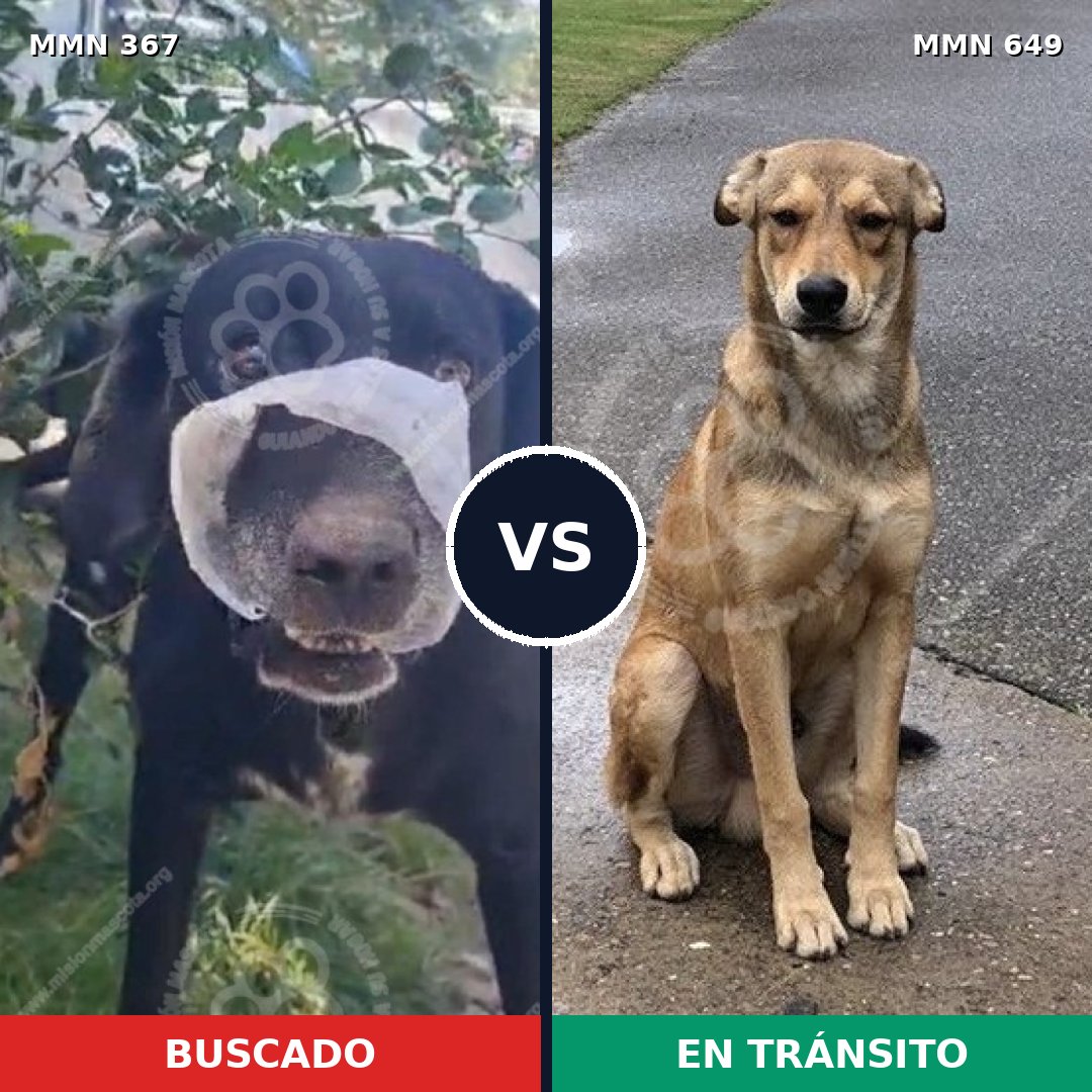 Comparativa MMS 7140: mascota perdida y mascota encontrada, 13% de similitud