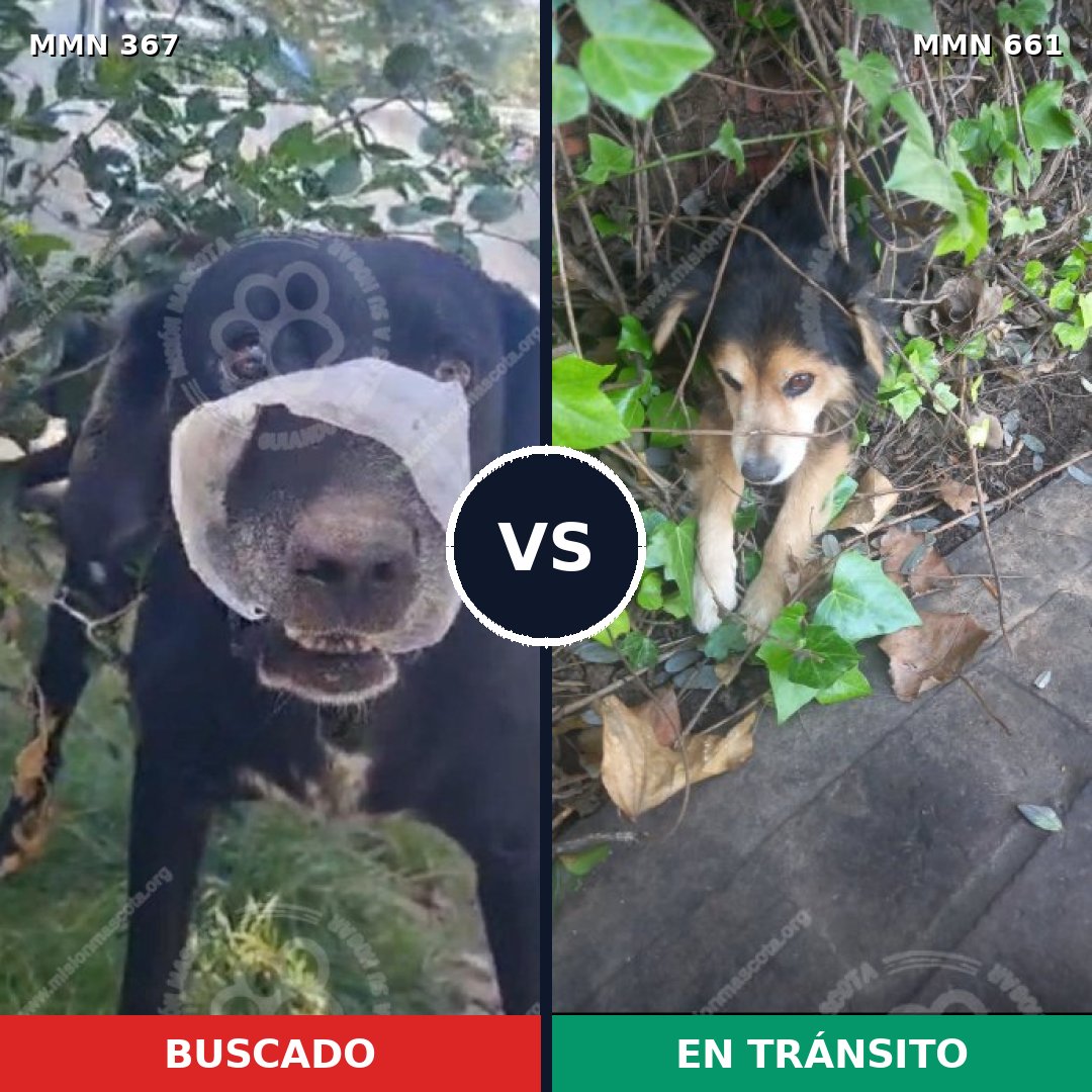 Comparativa MMS 7141: mascota perdida y mascota encontrada, 11% de similitud