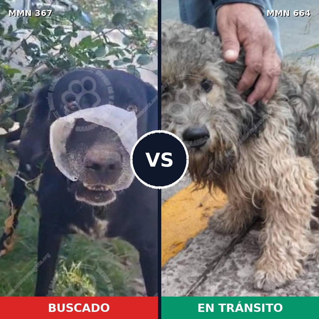 Comparativa MMS 7142: mascota perdida y mascota encontrada, 59% de similitud