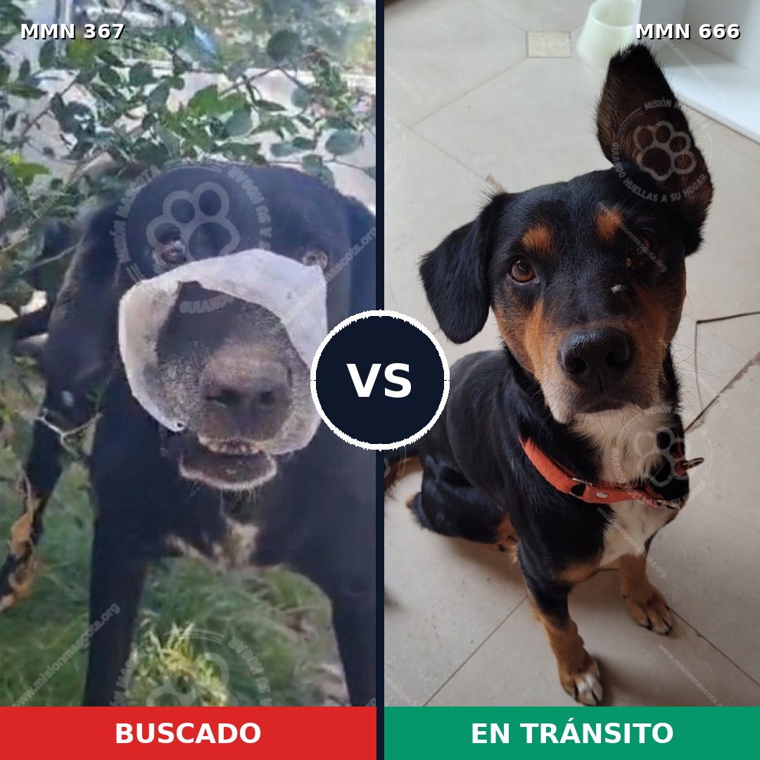 Comparativa MMS 7143: mascota perdida y mascota encontrada, 63% de similitud