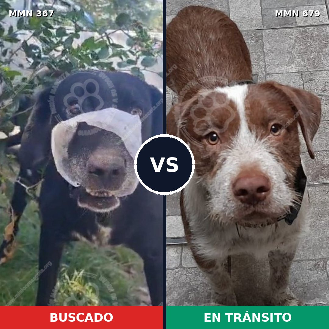 Comparativa MMS 7144: mascota perdida y mascota encontrada, 31% de similitud