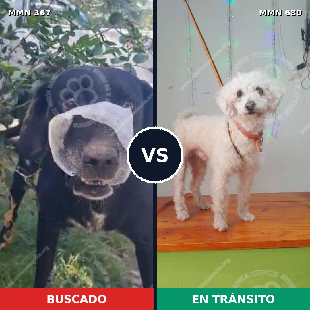 Comparativa MMS 7145: mascota perdida y mascota encontrada, 55% de similitud