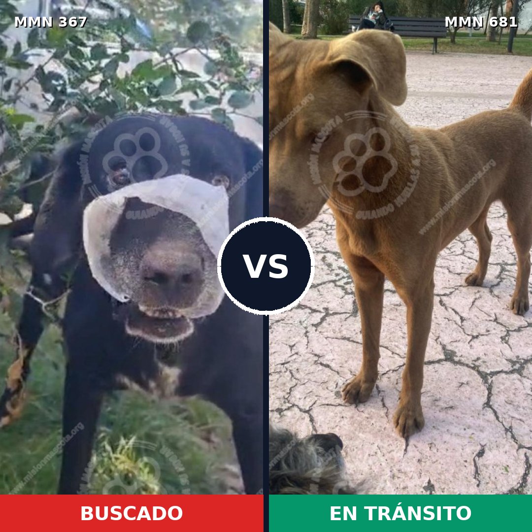Comparativa MMS 7146: mascota perdida y mascota encontrada, 20% de similitud