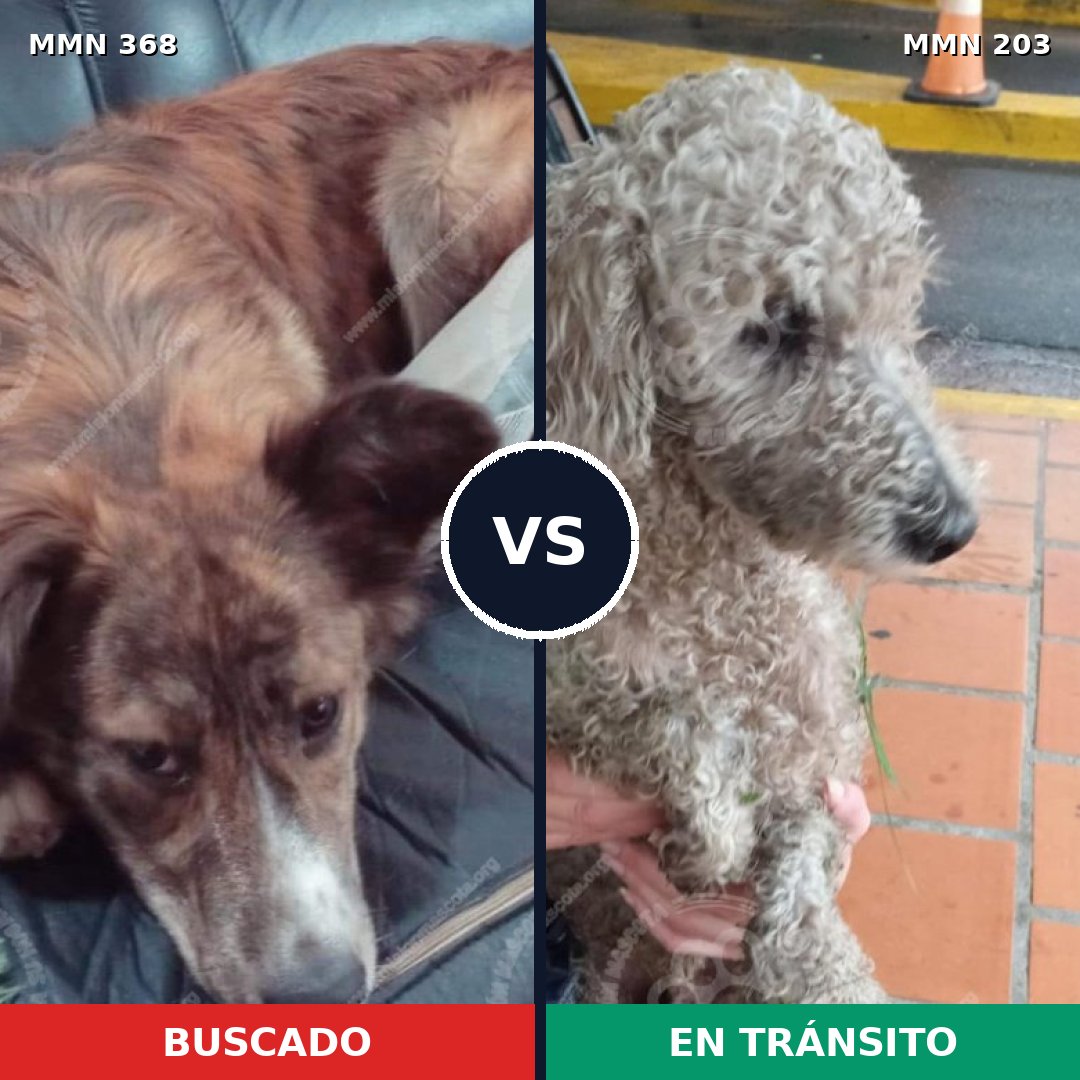 Comparativa MMS 7147: mascota perdida y mascota encontrada, 11% de similitud