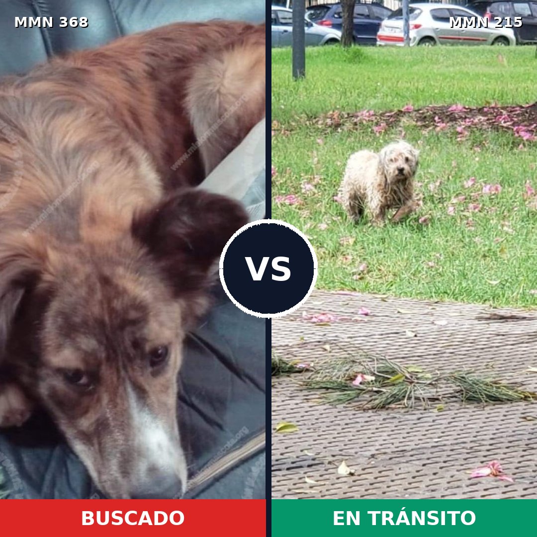 Comparativa MMS 7148: mascota perdida y mascota encontrada, 8% de similitud