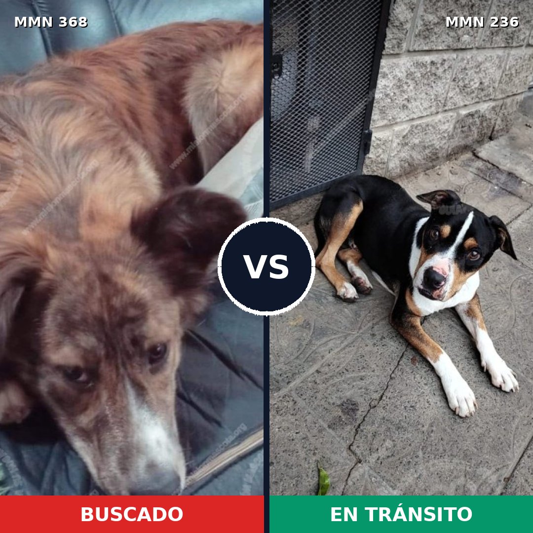 Comparativa MMS 7149: mascota perdida y mascota encontrada, 48% de similitud