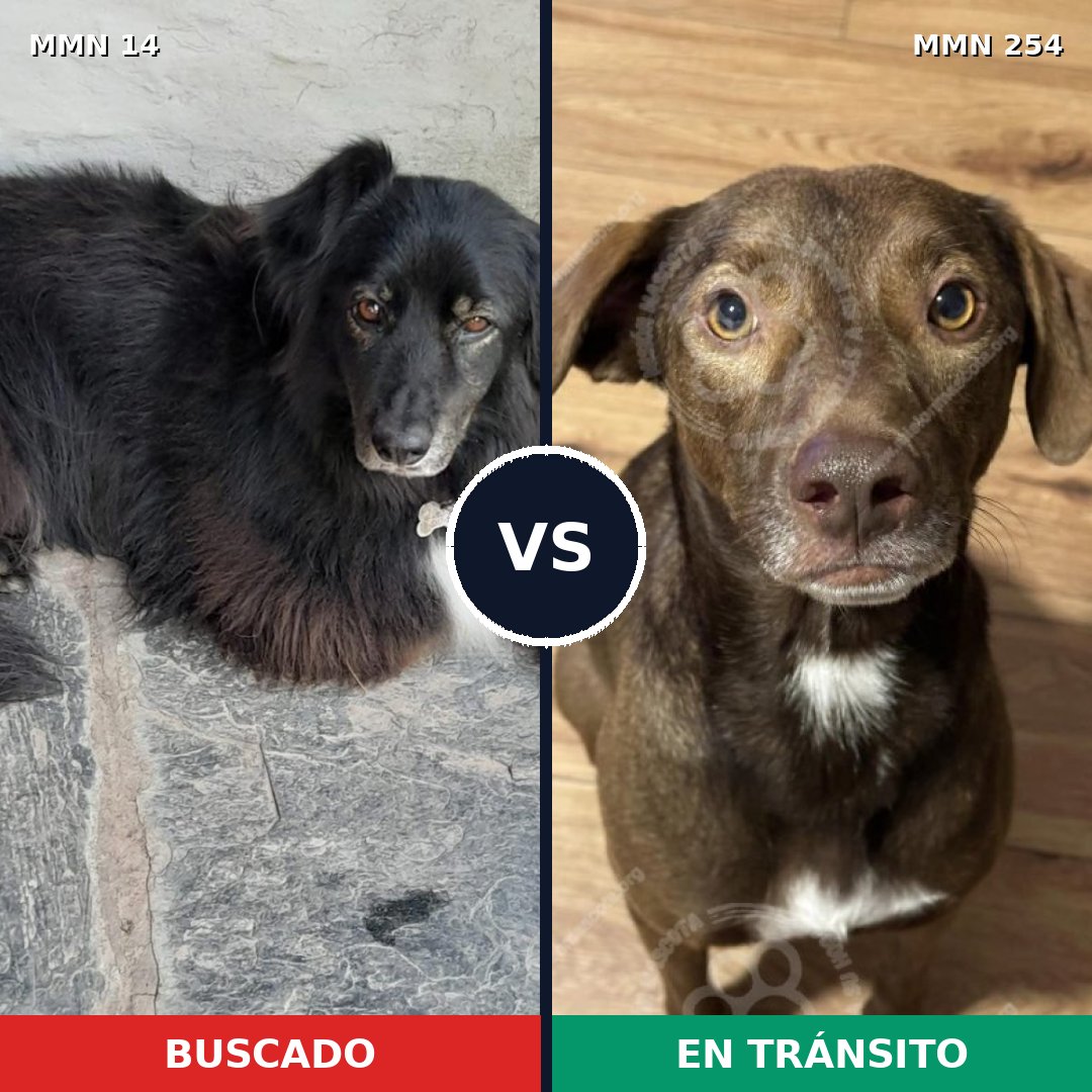 Comparativa MMS 715: mascota perdida y mascota encontrada, 59% de similitud