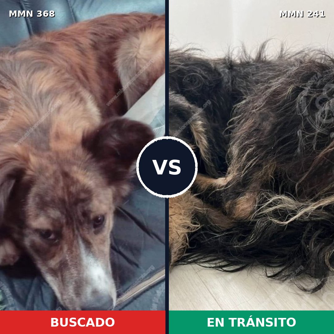 Comparativa MMS 7150: mascota perdida y mascota encontrada, 8% de similitud