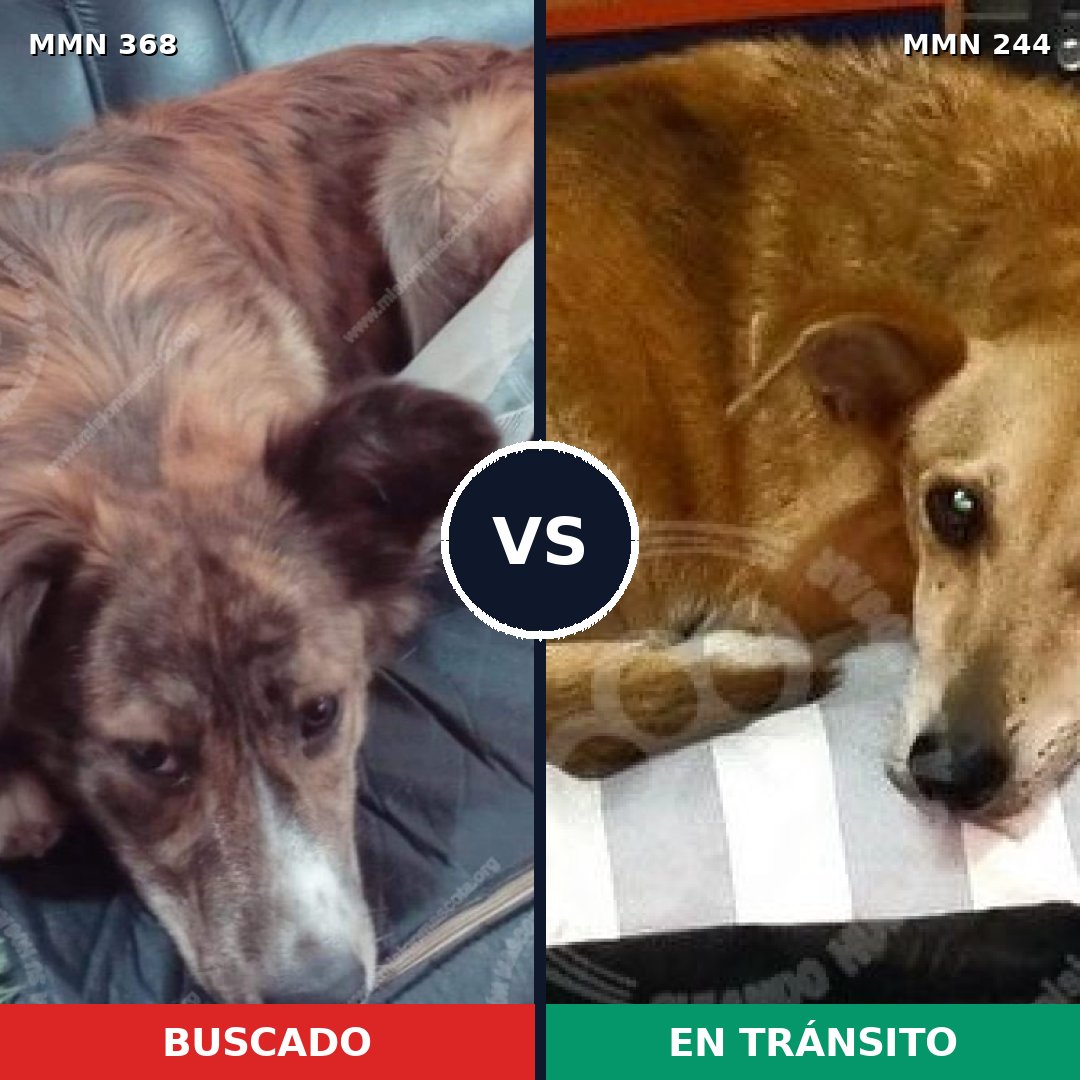 Comparativa MMS 7151: mascota perdida y mascota encontrada, 63% de similitud