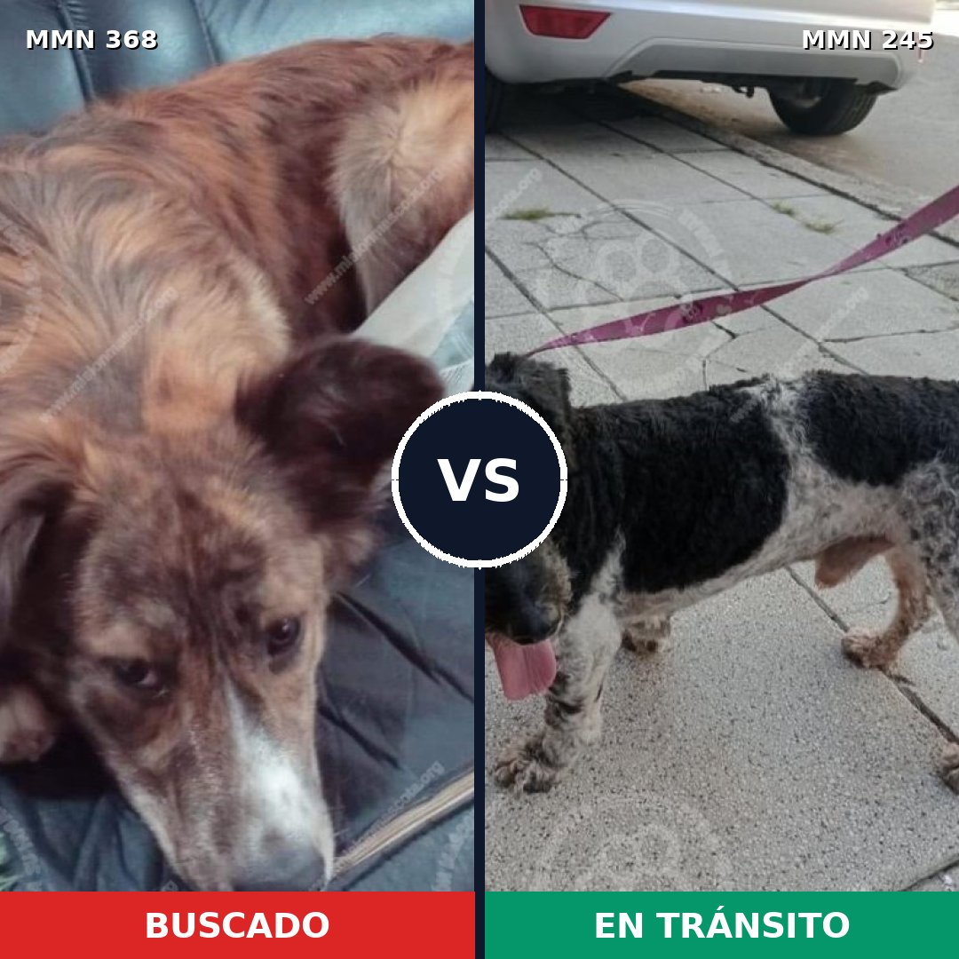 Comparativa MMS 7152: mascota perdida y mascota encontrada, 51% de similitud