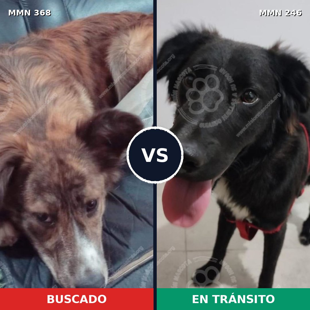 Comparativa MMS 7153: mascota perdida y mascota encontrada, 62% de similitud